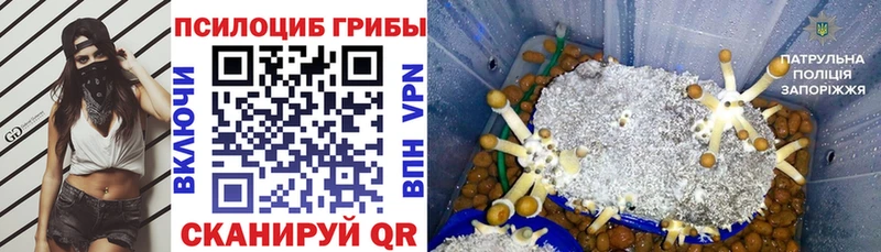 Псилоцибиновые грибы мицелий  Купить  Сертолово 